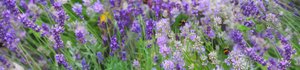 Lavender Field by Helen White